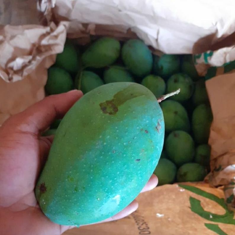 

Terbaru Mangga Harum Manis Matang Pohon