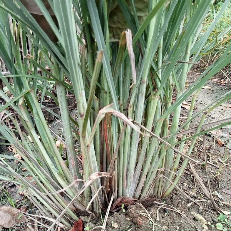 

Segera Daun Sereh Pilihan Fresh 1 Kg