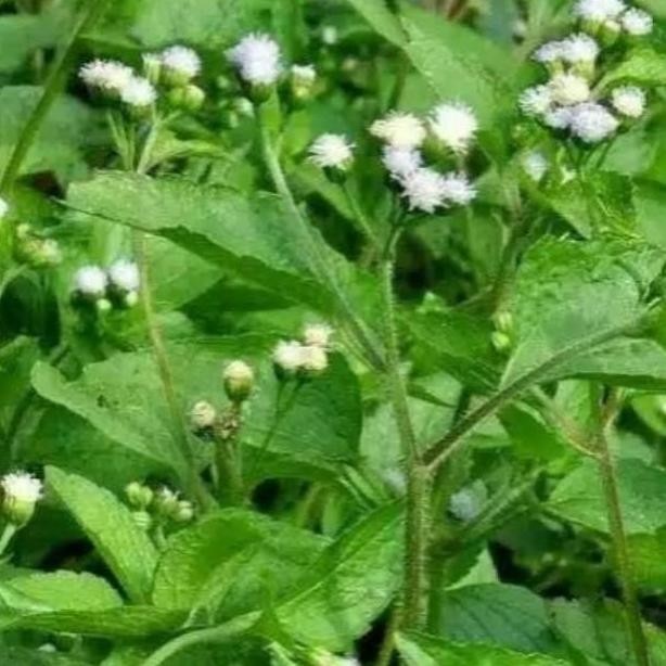 

New 200Gr Daun Bandotan Segar Daun Babadotan Kista Asam Urat Diabetes