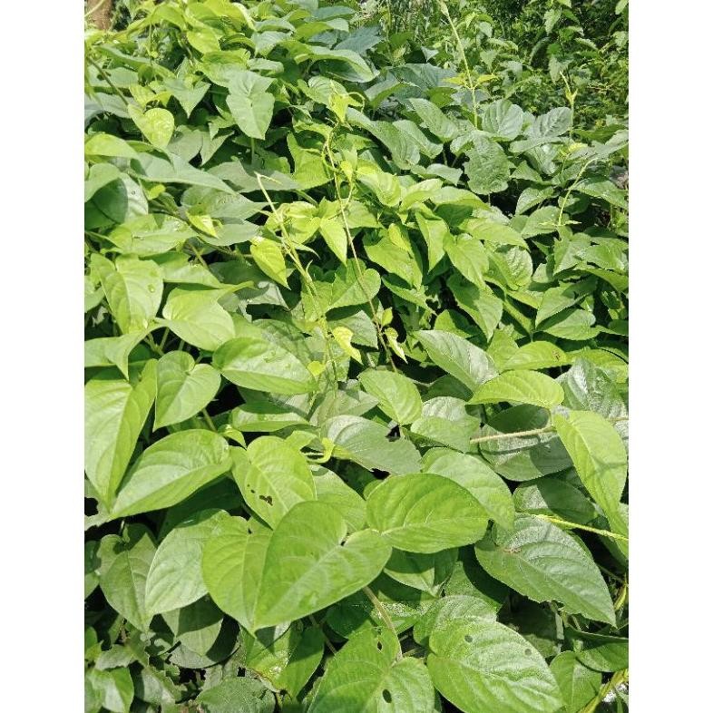 

Promo Daun Sembukan / Daun Kentut Segar 250Gr/Kwalitas Super