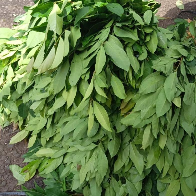 

New Daun Salam Segar