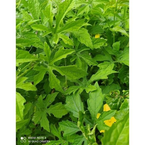 

Promo Daun Pare Paria Gengge Segar 100 Gram