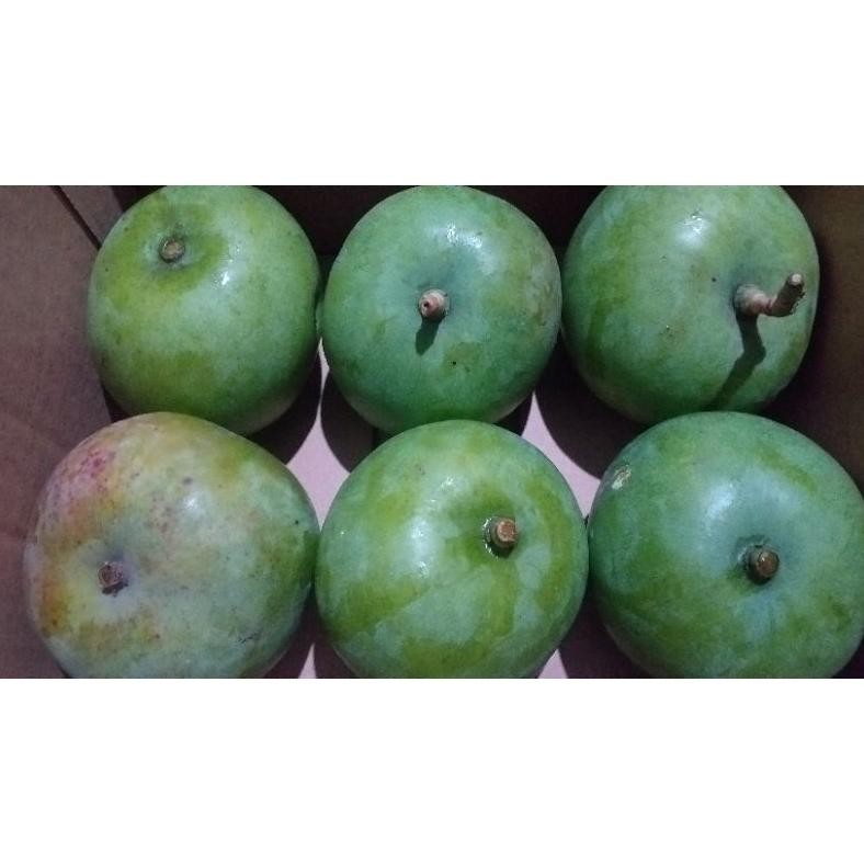 

Wajib Miliki Mangga Apel 1 Kg/Mangga Rujak