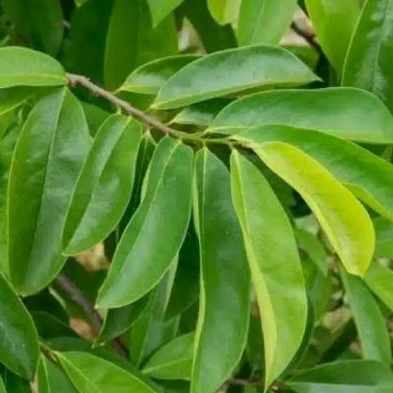 

Fungsi Belanja Disini Daun Sirsak Segar 100 Lembar /Daun Nangka Belanda Obat Herbal