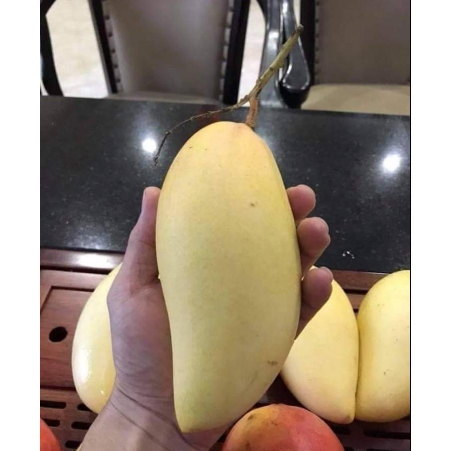 

Waktu Terbatas Mangga Okyong Muda Atau Yg Tua 1Kg Isi 4,5,6 Bisa Reques Capur