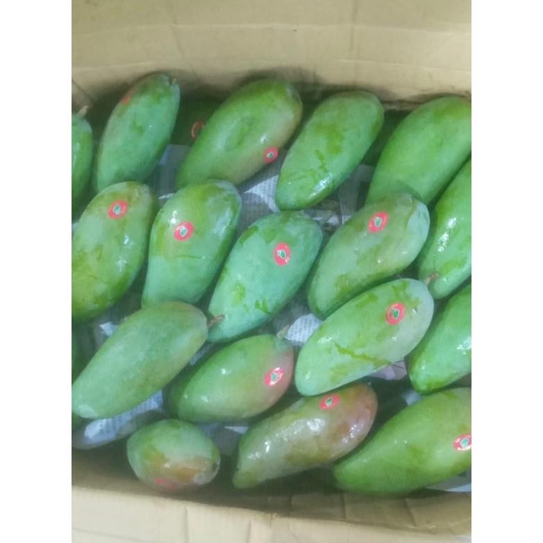 

Terbaru Buah Mangga Thailand / Mangga Kiojay Mengkel Garing 1Kg