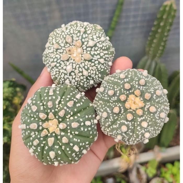 Kaktus Astrophytum Super Kabuto / Asterias superkabuto Induk Diskon