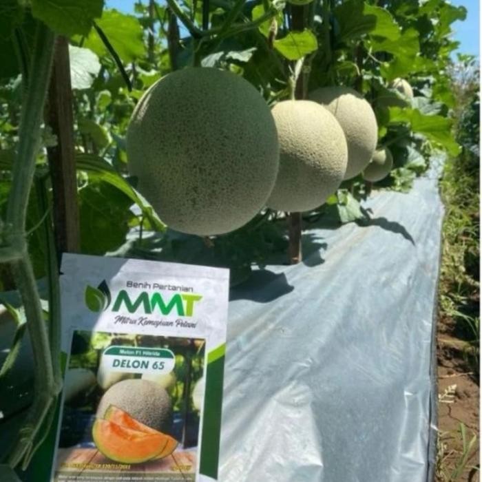 100 Benih Bibit Biji Melon F1 DELON 65 Oren, Premium Import Hibrida Seeds Super Manis Promo