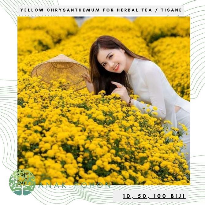 Benih Bibit Biji - Bunga Yellow Chrysanthemum Flower Traditional Chinese Medicine Herbal Tea Tisane 