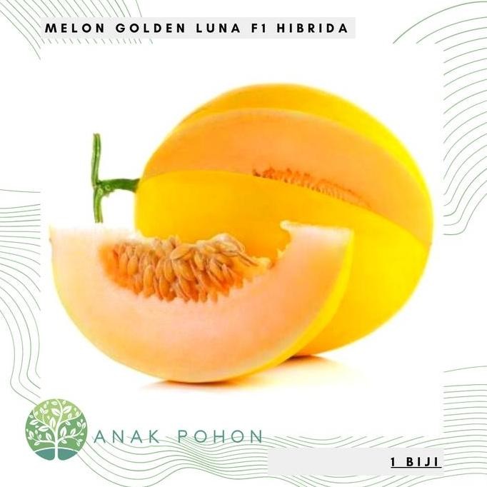 Benih Bibit Biji - Melon Luna Golden Kuning F1 Hibrida Seeds murah