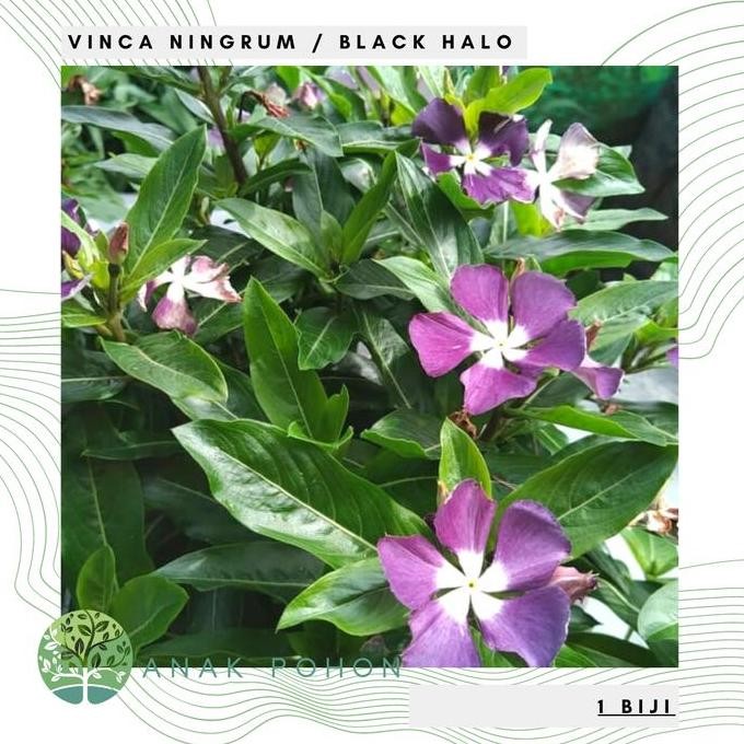 Benih Bibit Biji - Bunga Vinca Sultan Ningrum Black Halo Rare Seeds murah
