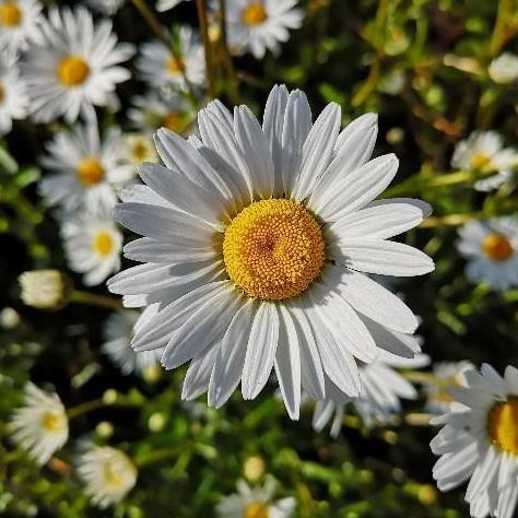 Benih Bibit Biji - Chrysanthemum Ox Eye Daisy Flower Seeds - IMPORT murah
