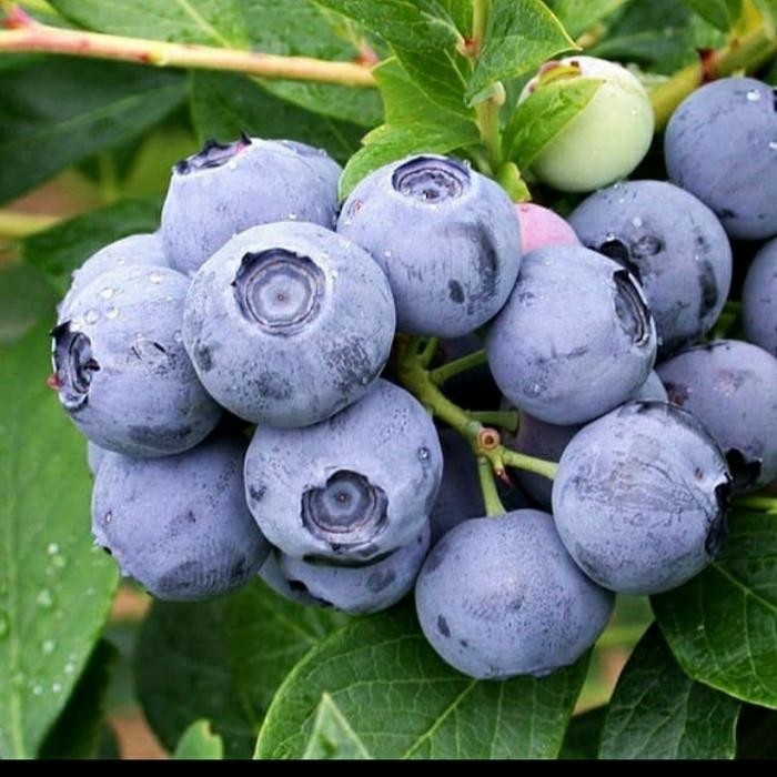 Bibit Tanaman Buah Blueberry/ Jamfruit Murah