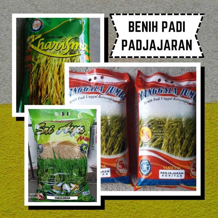 Benih Padi Unggul Padjajaran Agritan Murah