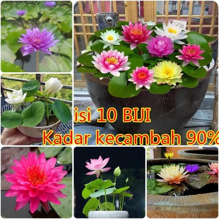 asli 100%COD10 BIJI Teratai mini lotus seeds-mix colors-biji tanaman aquascape-benih bunga hias Disk