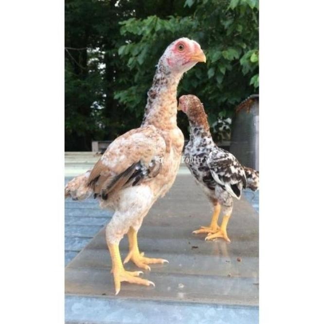 

TELUR VERTIL AYAM JAWA RAKSASA||SIAP TETAS