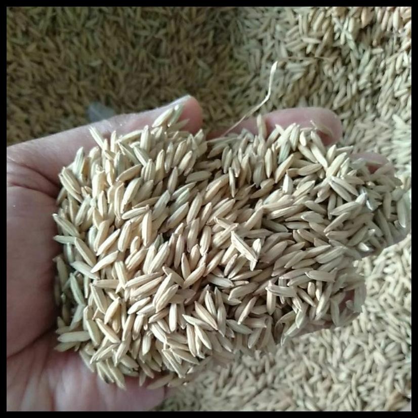 GABAH PADI PAKAN AYAM JAGO 1KG