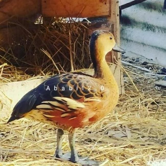 

TELUR TETAS BELIBIS VERTIL