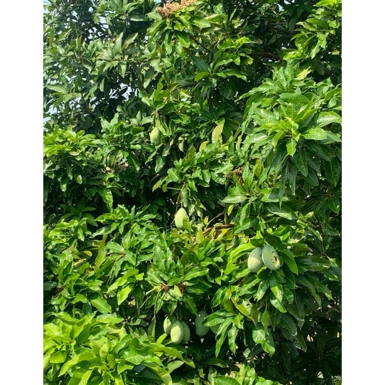 

Good Quality Mangga Muda Fresh Langsung Petik Pohon Pengiriman Tercepat