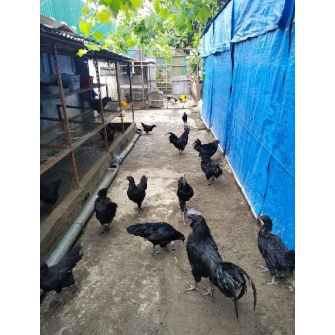 

3 TELUR VERTIL AYAM CEMANI SORTIRAN