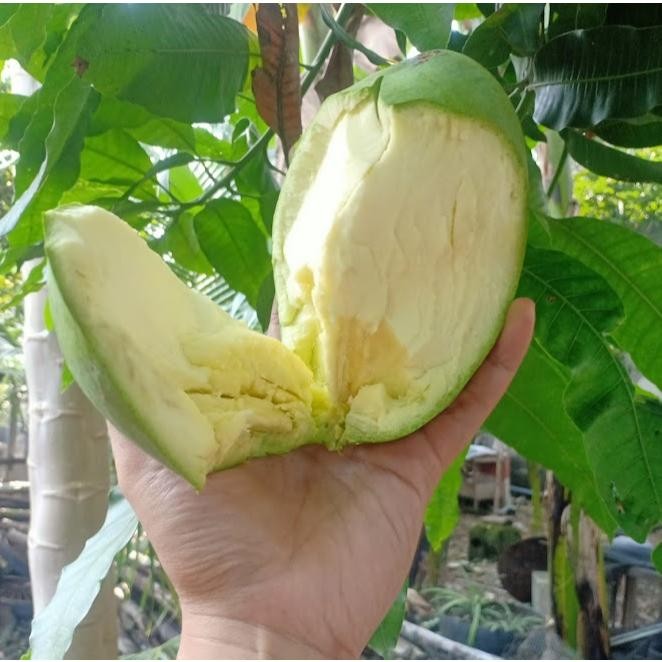 

Terpercaya Mangga Harum Manis/Gadung 1Kg Isi 2-3-4 Bisa Request