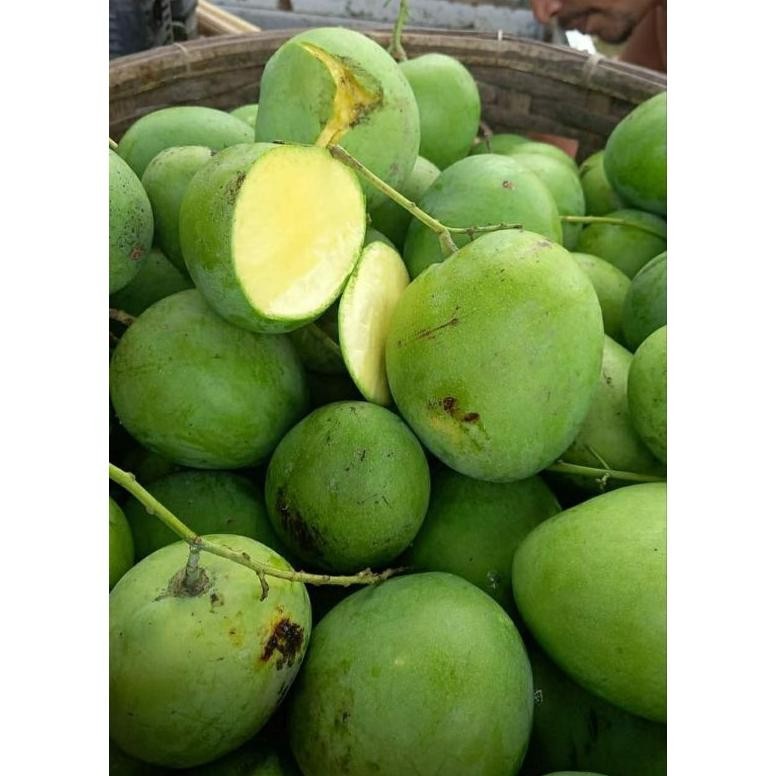 

Bisa Disesuaikan Mangga Muda || Mangga Mengkel || Mangga Rujakan || Harga Termurah!!!