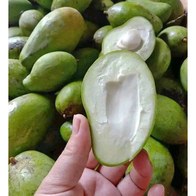 

Paling Laris Buah Mangga Muda Mangga Rujak Mangga Asinan Garing 1Kg