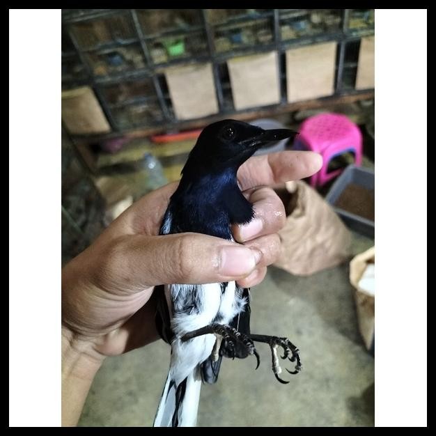 BURUNG KACER JANTAN BAHAN PILIHAN