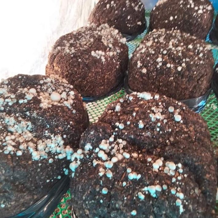 Kenyamanan Bibit Jamur Merang Unggulan Semi Dan Putih