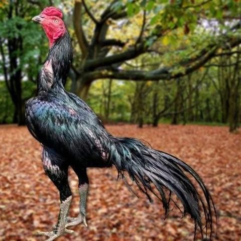 

TELUR AYAM PAKHOY SUPER VERTIL SIAP DI TETASKAN JAMINAN SUPER OIGINAL BERGARANSI SUPER