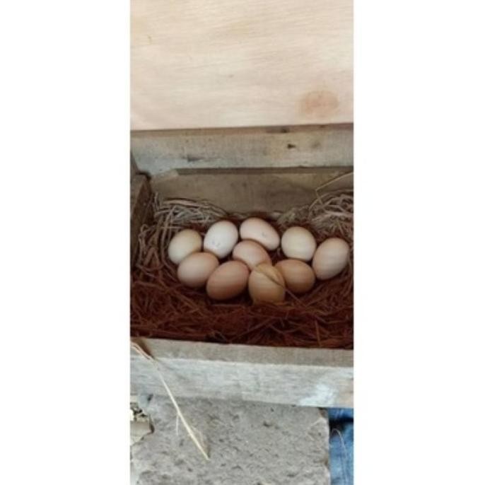 

TELUR AYAM PAKHOY SUPER VERTIL SIAP DI TETASKAN JAMINAN SUPER OIGINAL BERGARANSI SUPER