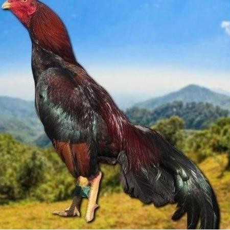 

TELUR TETAS AYAM SHAMO VERTIL VALID