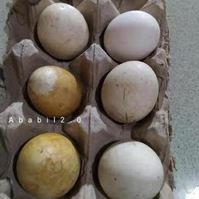 

TELUR TETAS BELIBIS VERTIL