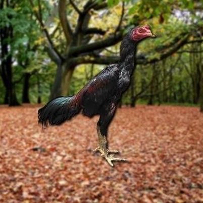

TELUR AYAM PAKHOY JUMBO VERTIL SIAP DI TETASKAN JAMINAN SUPER OIGINAL BERGARANSI VALID