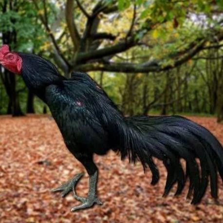 

TELUR AYAM PAKHOY BRAKOT VERTIL SIAP DI TETASKAN JAMINAN SUPER OIGINAL BERGARANSI