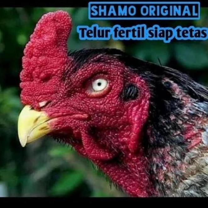 

TELUR VERTIL AYAM SHAMO JAPAN ORIGINAL
