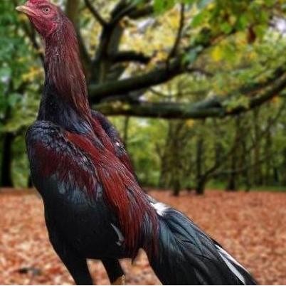 

TELUR AYAM PAKHOY ORI THAILAND VERTIL SIAP DI TETASKAN JAMINAN SUPER OIGINAL BERGARANSII