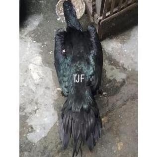 

TELUR VERTIL AYAM BANGKOK EKOR LIDI