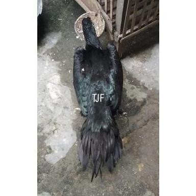 

TELUR VERTIL AYAM BANGKOK EKOR LIDI ORIGINAL