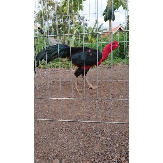 

TELUR VERTIL AYAM GANOI/TELUR AYAM KAKI GUNUNG/TELUR AYAM KAKI SETAN