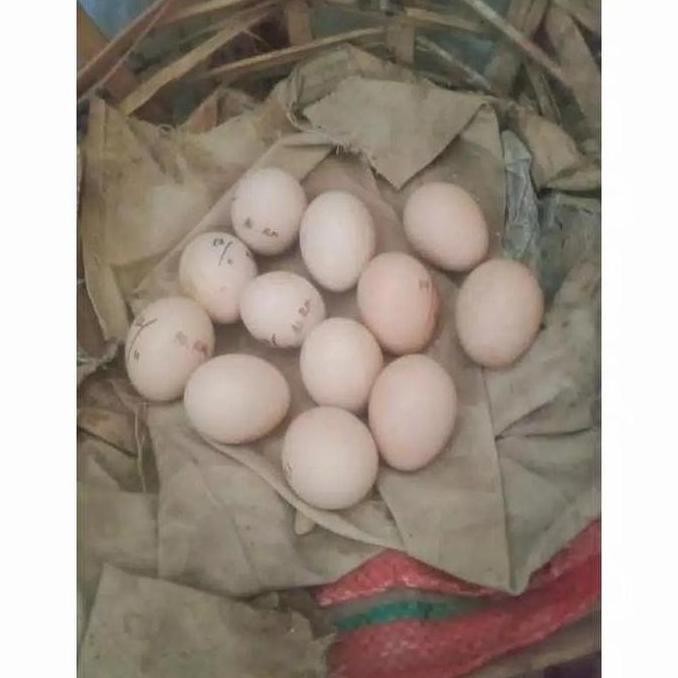 

TELUR AYAM HUTAN HIJAU ORI ASLI MURAH VERTIL