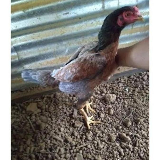 

TELUR VERTIL AYAM PLUCKER TERMURAH/TELUR AYAM PENCABUT BULU SUPER