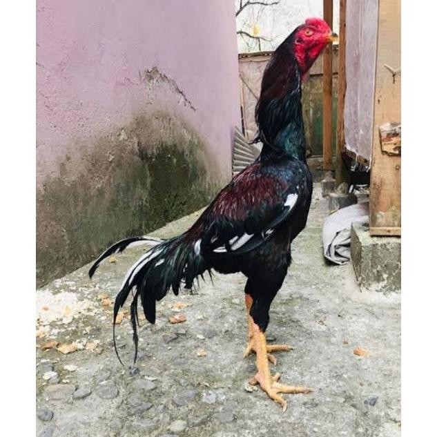 

TELUR AYAM SHAMO TARUNG VERTIL ORIGINAL RESMI