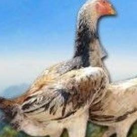 

TELUR AYAM SHAMO MURNI VERTIL ORIGINAL RESMI