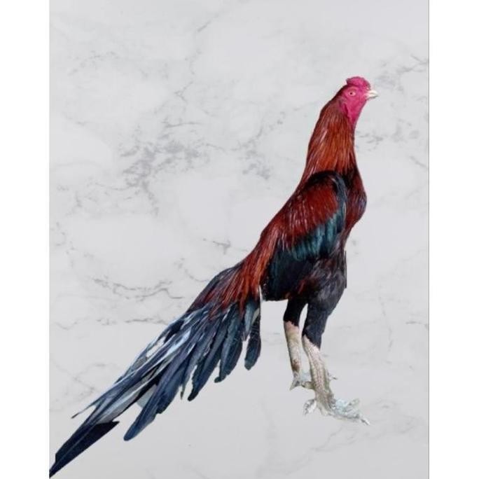 

TELUR VERTIL AYAM BANGKOK EKOR LIDI