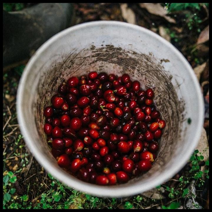 

Terlaris Halu Pink Banana - Filter Coffee Specialty Coffee By Space Roastery Good Quality