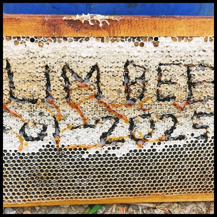 

Terlaris (1Kg) Madu Asli Murni Hutan Akasia Carva Super Grad A - Halimbee Good Quality