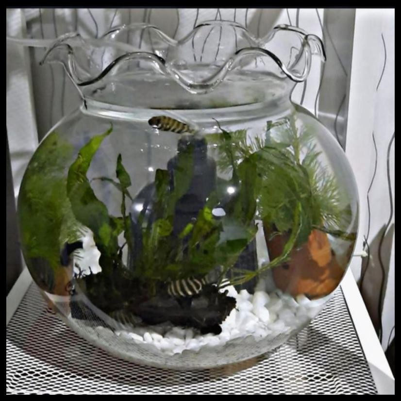YOLI - AQUARIUM 12,3.L - AQUARIUM BULAT KACA - AQUARIUM HIAS - AQUARIUM CUPANG