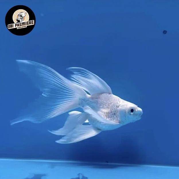 Terlaris Ikan Koi Hudielong Platinum Slayer Grad Aaa Import