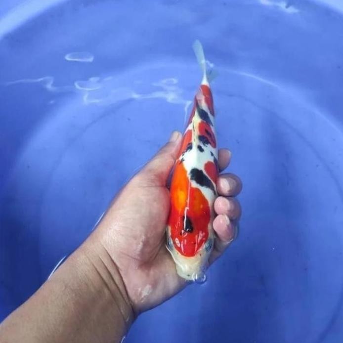 Terlaris Ikan Koi Sanke Blitar Size +/- 25-30 Cm